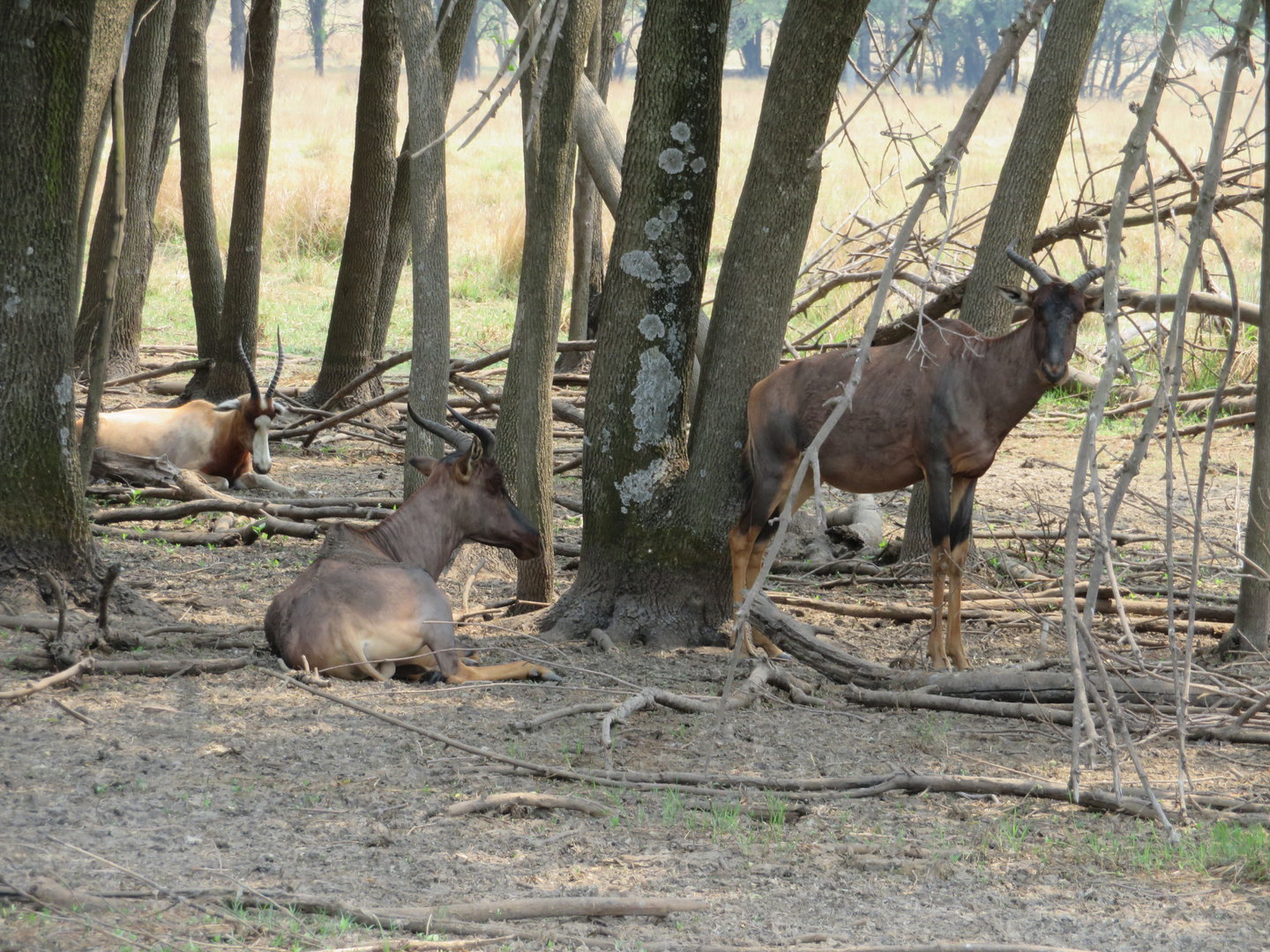 Common Tsessebe (Damaliscus lunatus lunatus)