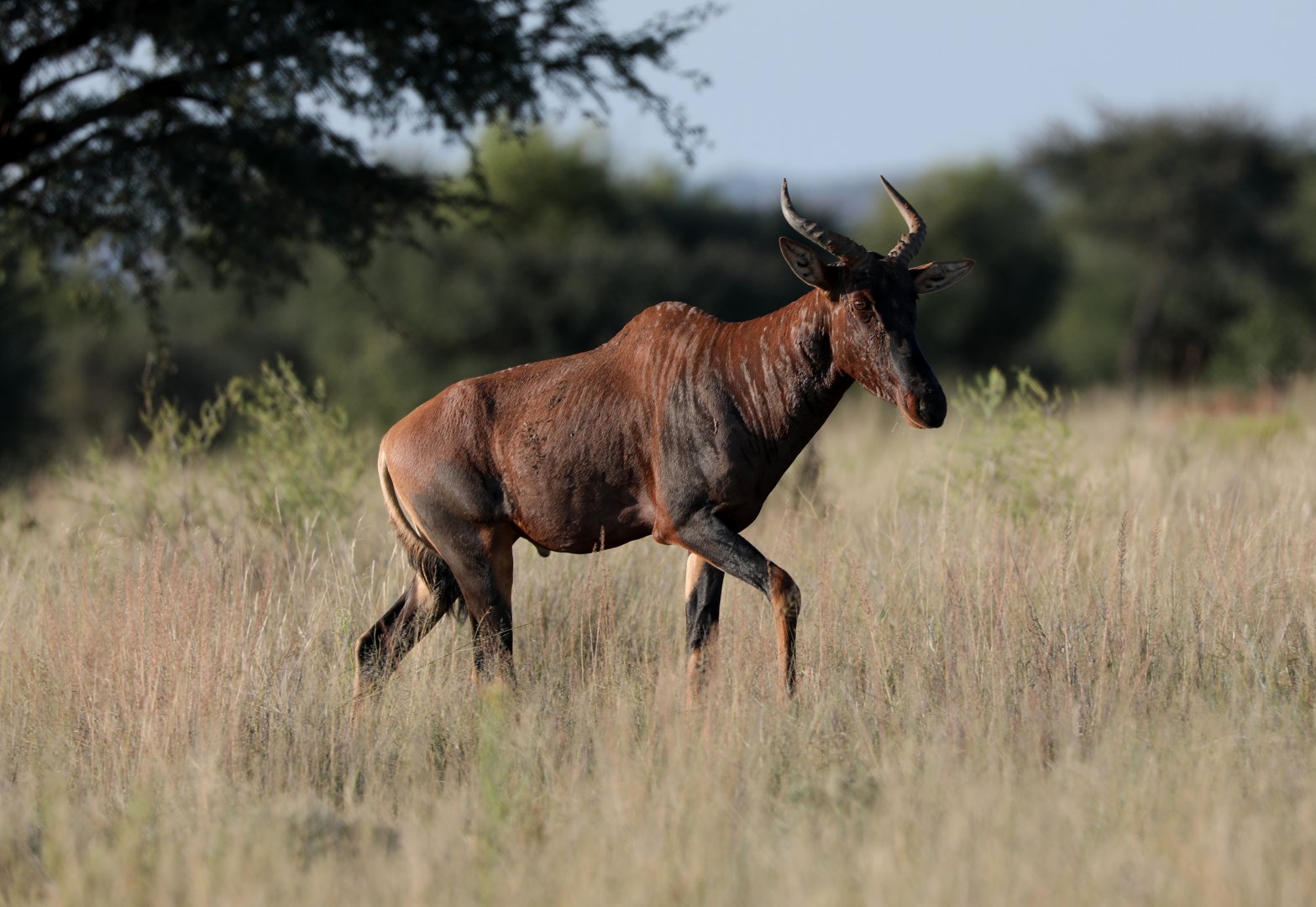 common tsessebe or sassaby (Damaliscus lunatus lunatus)