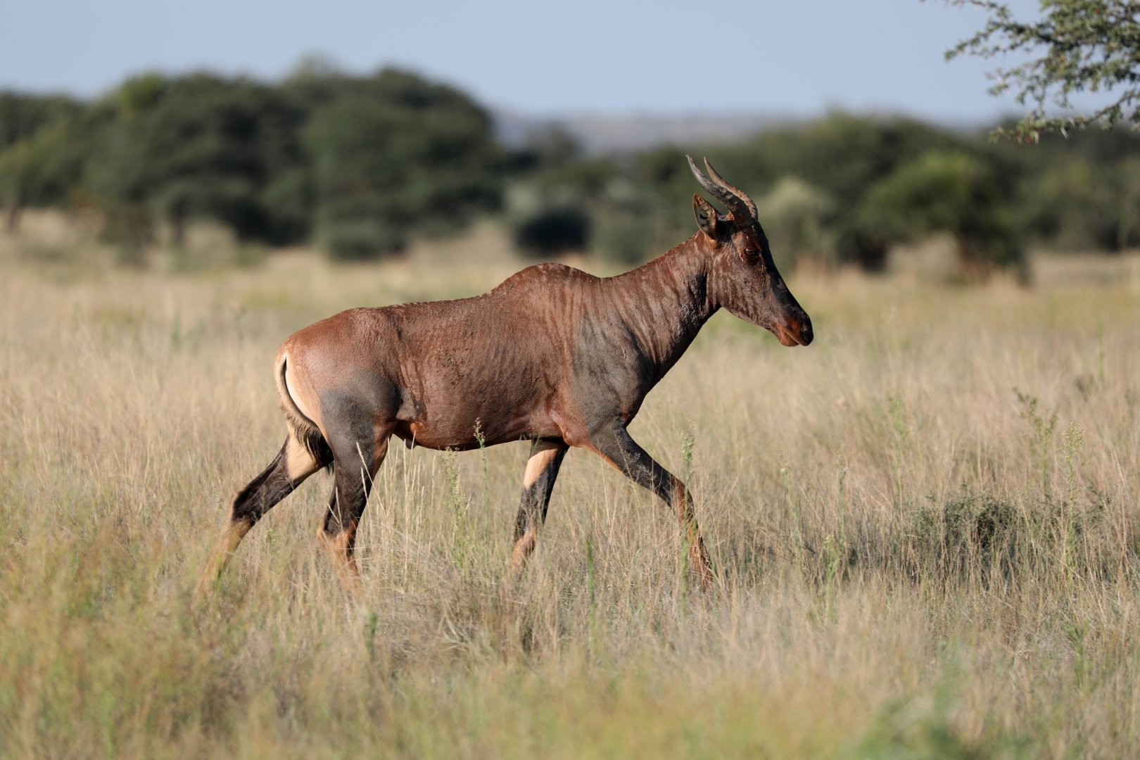 common tsessebe or sassaby (Damaliscus lunatus lunatus)
