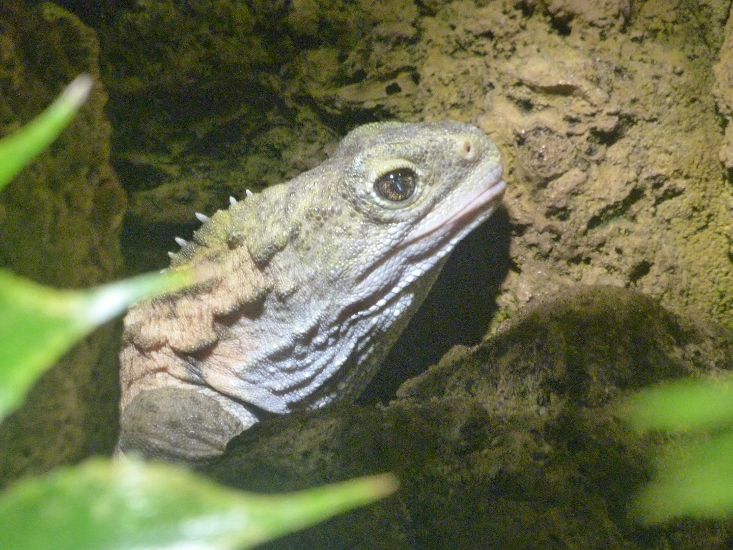 Common tuatara -Aquarium Berlin (2024)