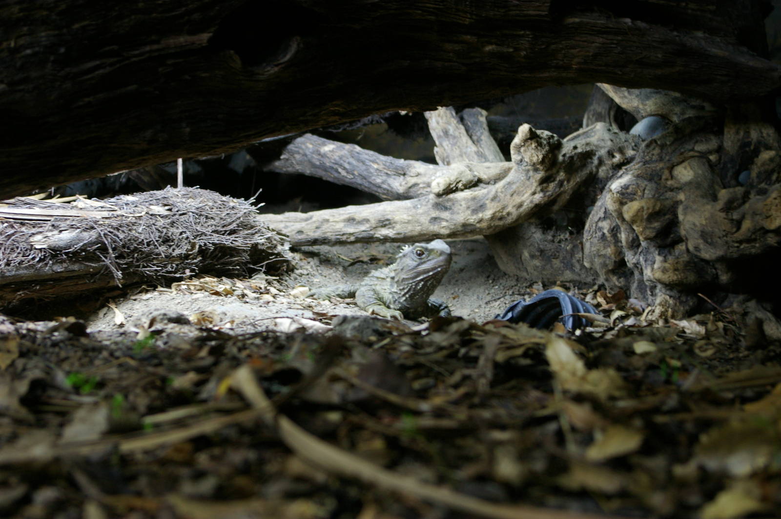 common tuatara (Sphenodon punctatus)