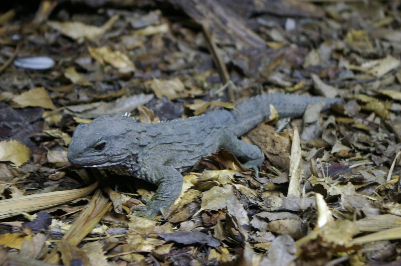 common tuatara (Sphenodon punctatus)