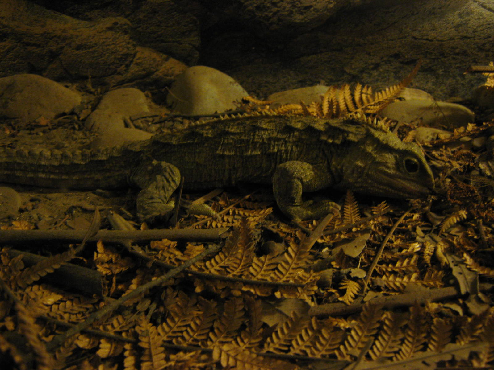 common tuatara (Sphenodon punctatus)