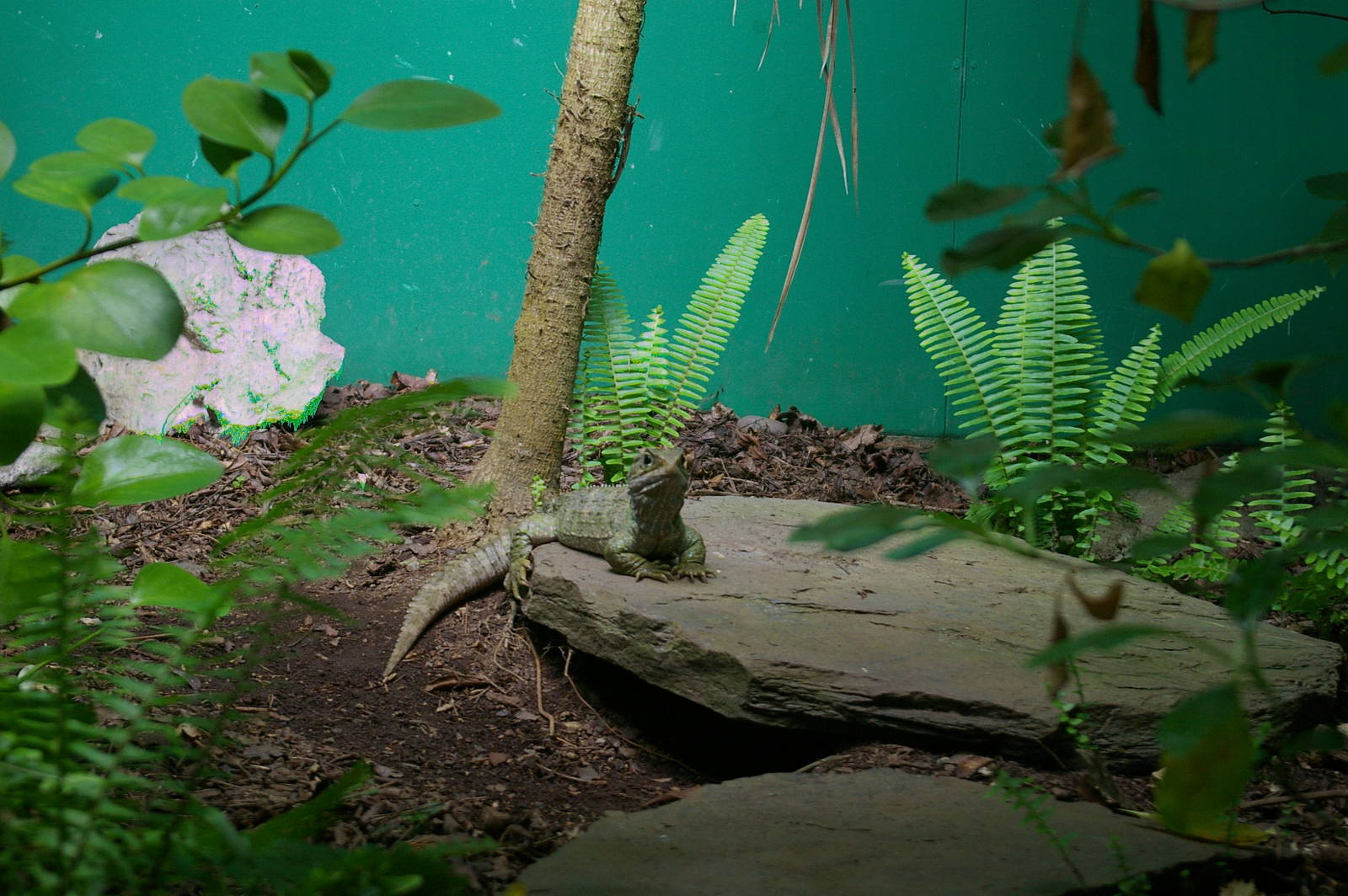 Common Tuatara (Sphenodon punctatus)