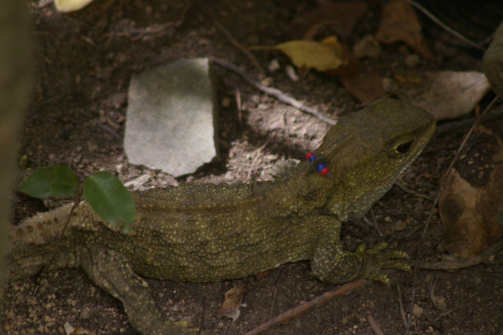 common tuatara (Sphenodon punctatus)