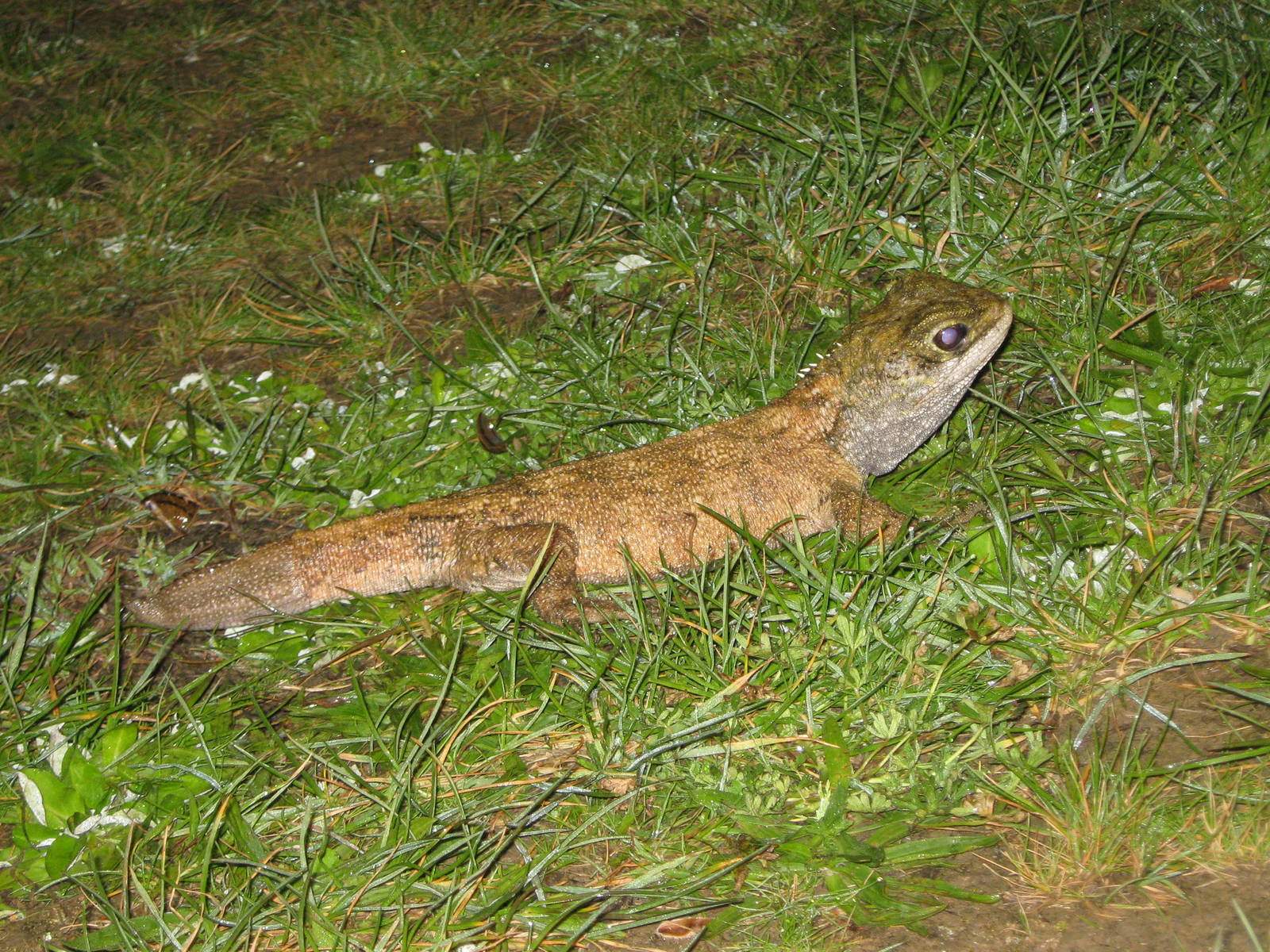 common tuatara (Sphenodon punctatus)