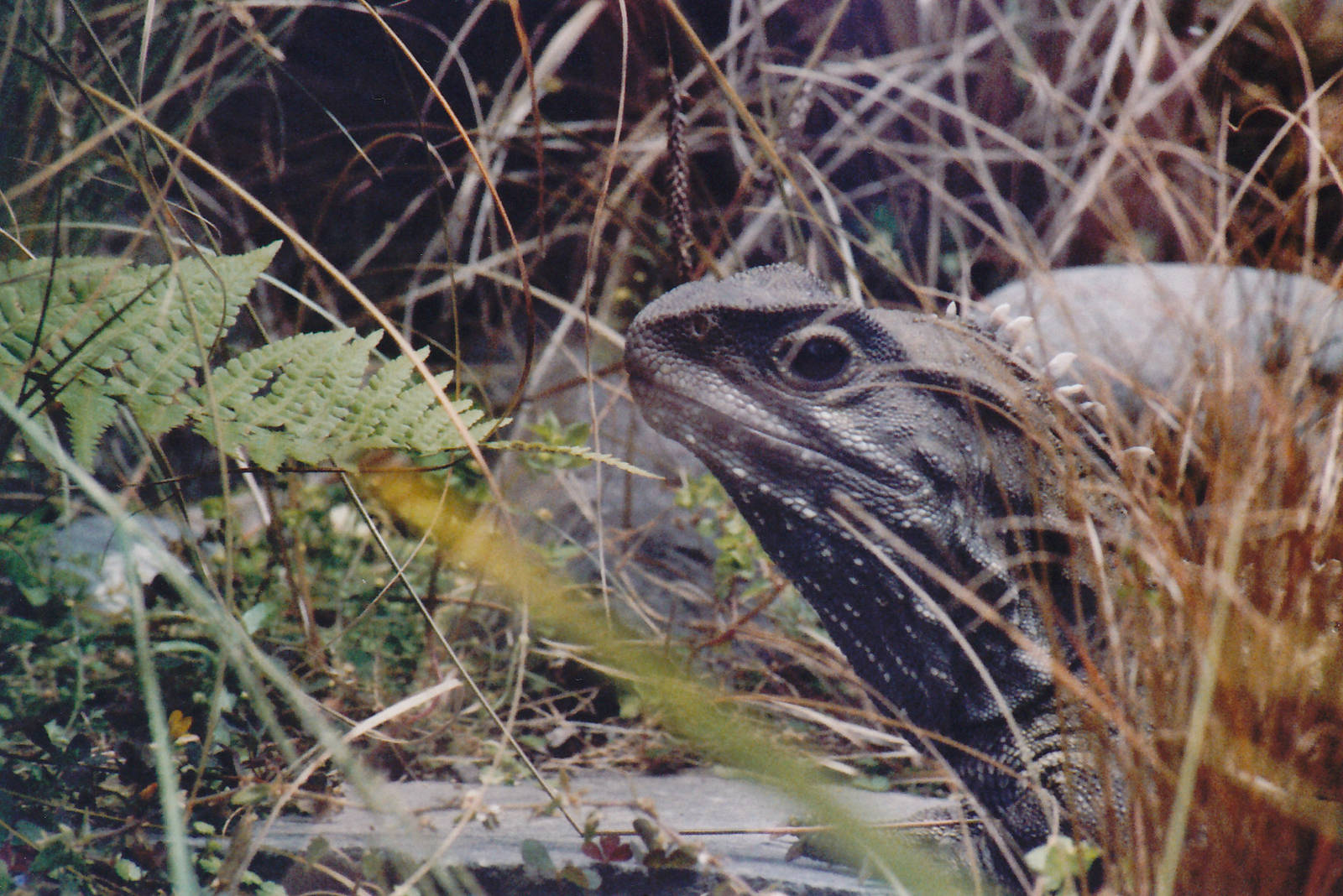 common tuatara