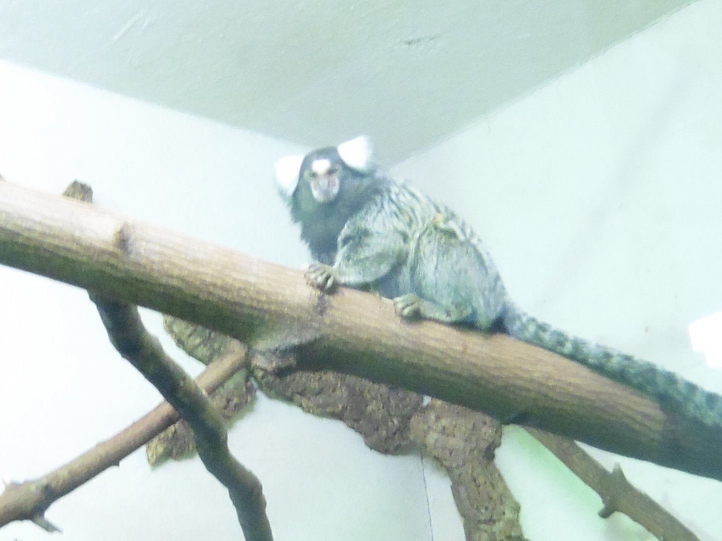 Common Tufted Marmoset