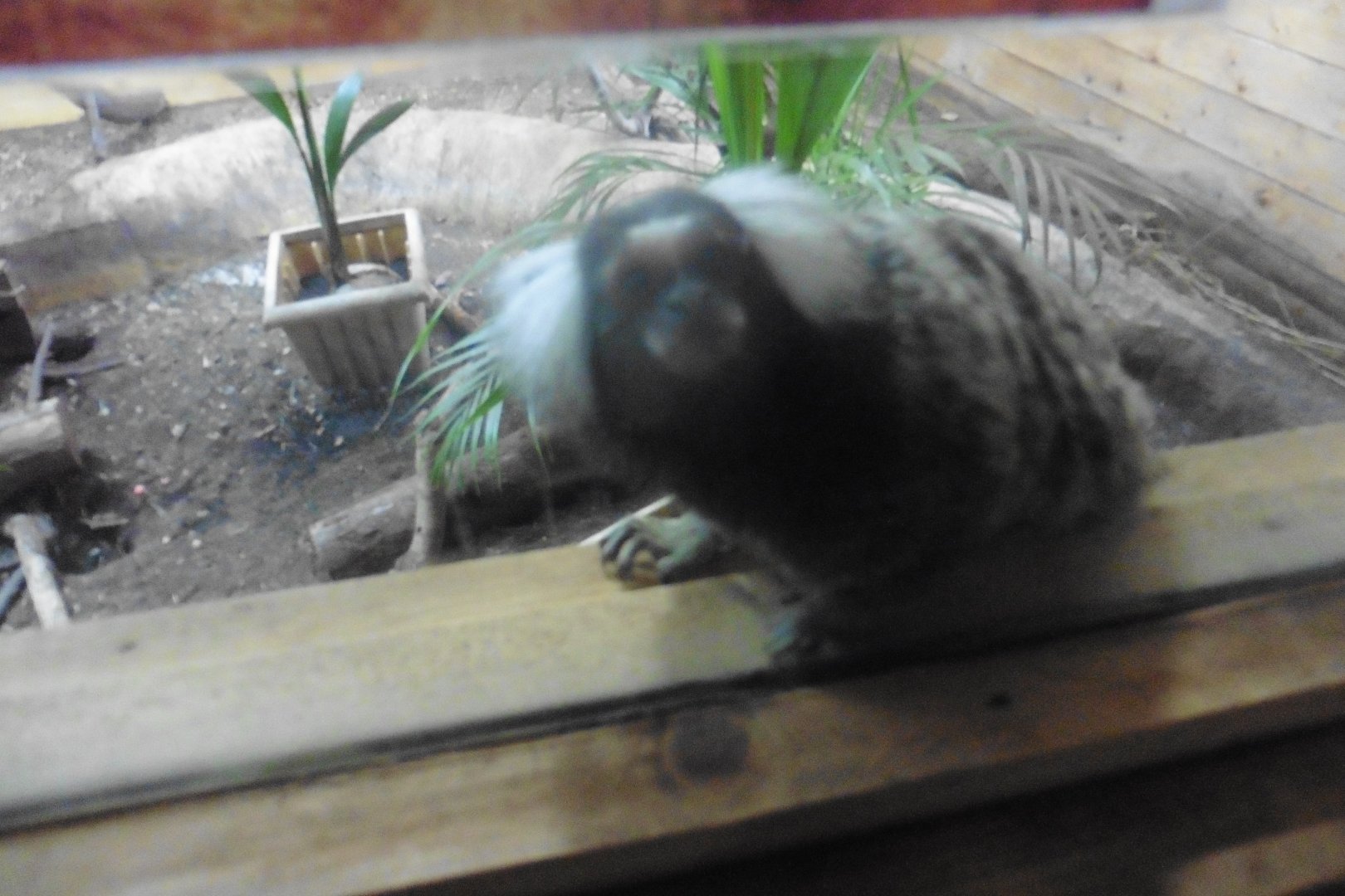 Common (Tufted) Marmoset