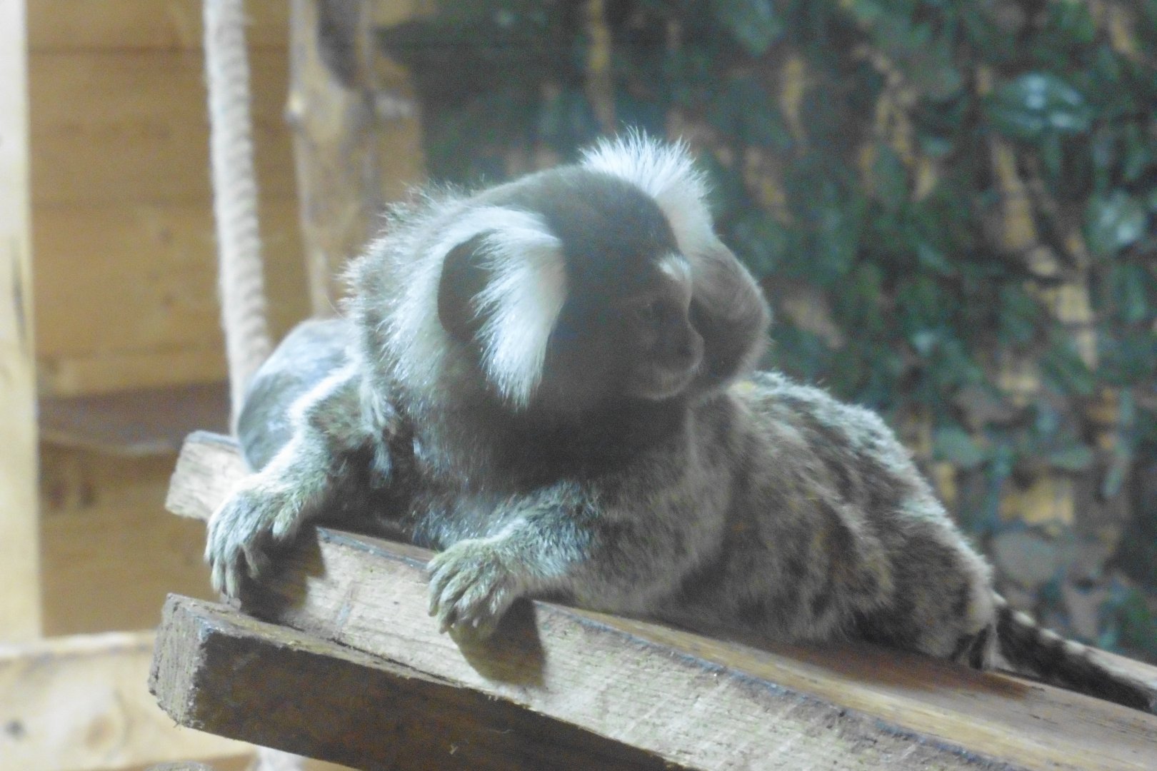 Common (Tufted) Marmoset