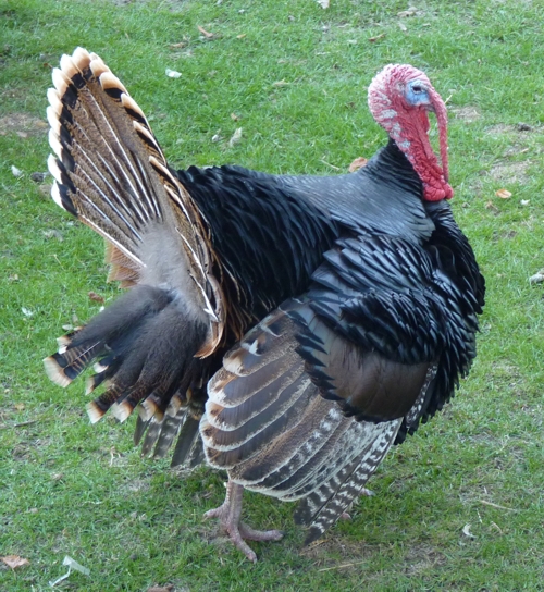 Common turkey (Meleagris gallopavo)
