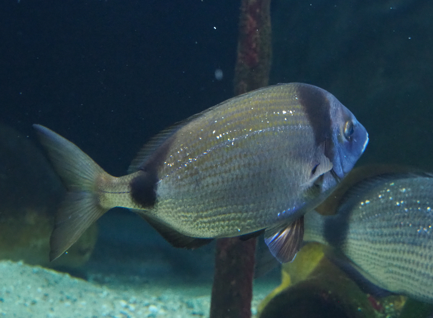 Common two-banded seabream Diplodus vulgaris, 2020-06-28