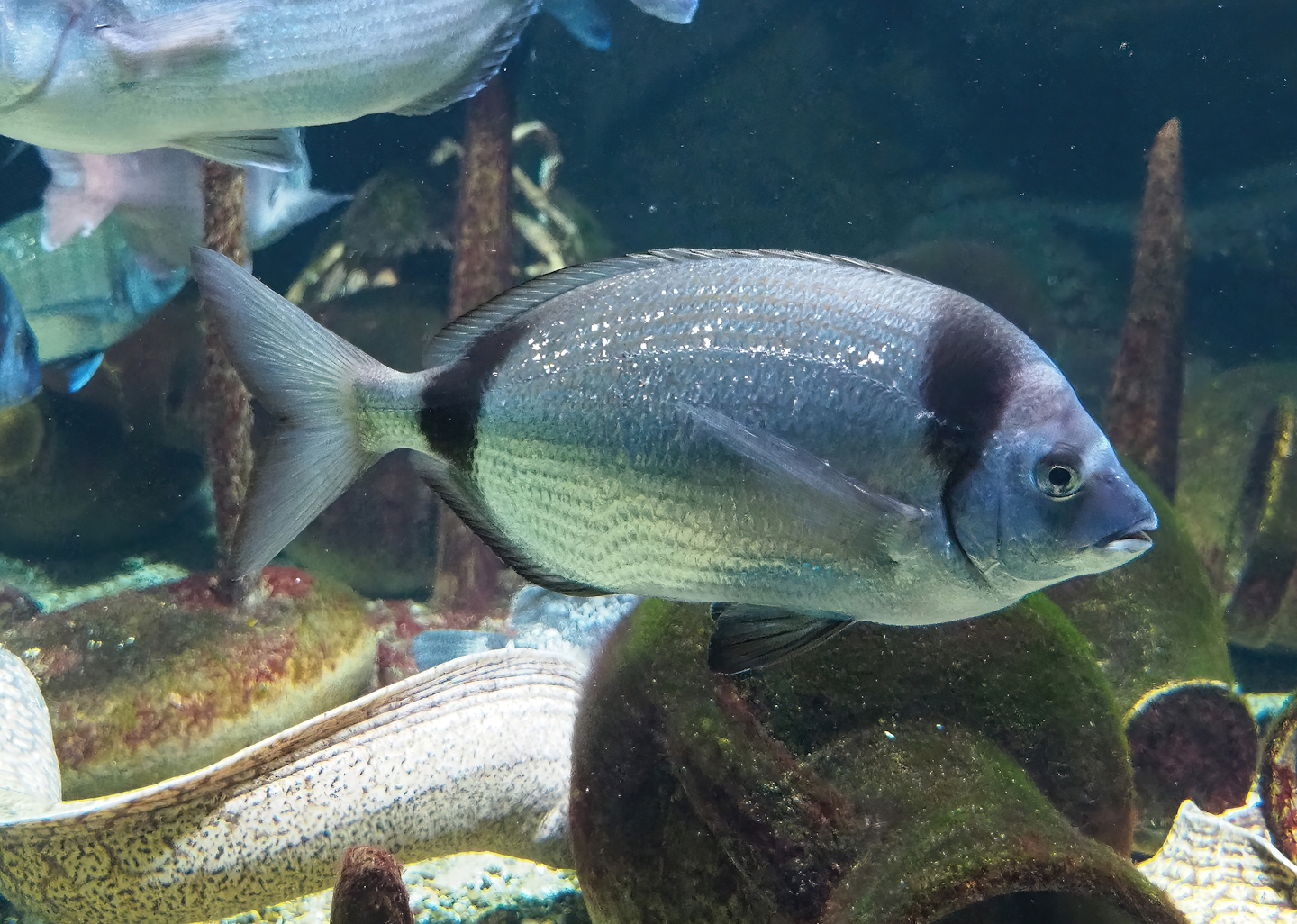 Common two-banded seabream (Diplodus vulgaris), 2022-10-29