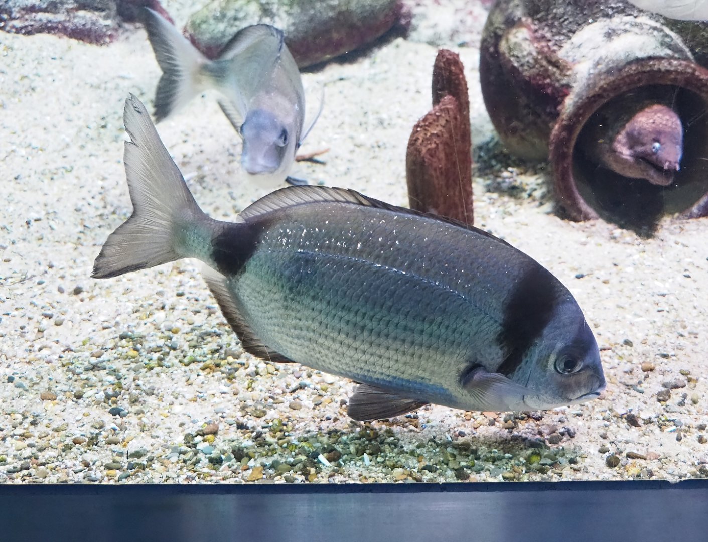Common two-banded seabream (Diplodus vulgaris), 2023-07-22