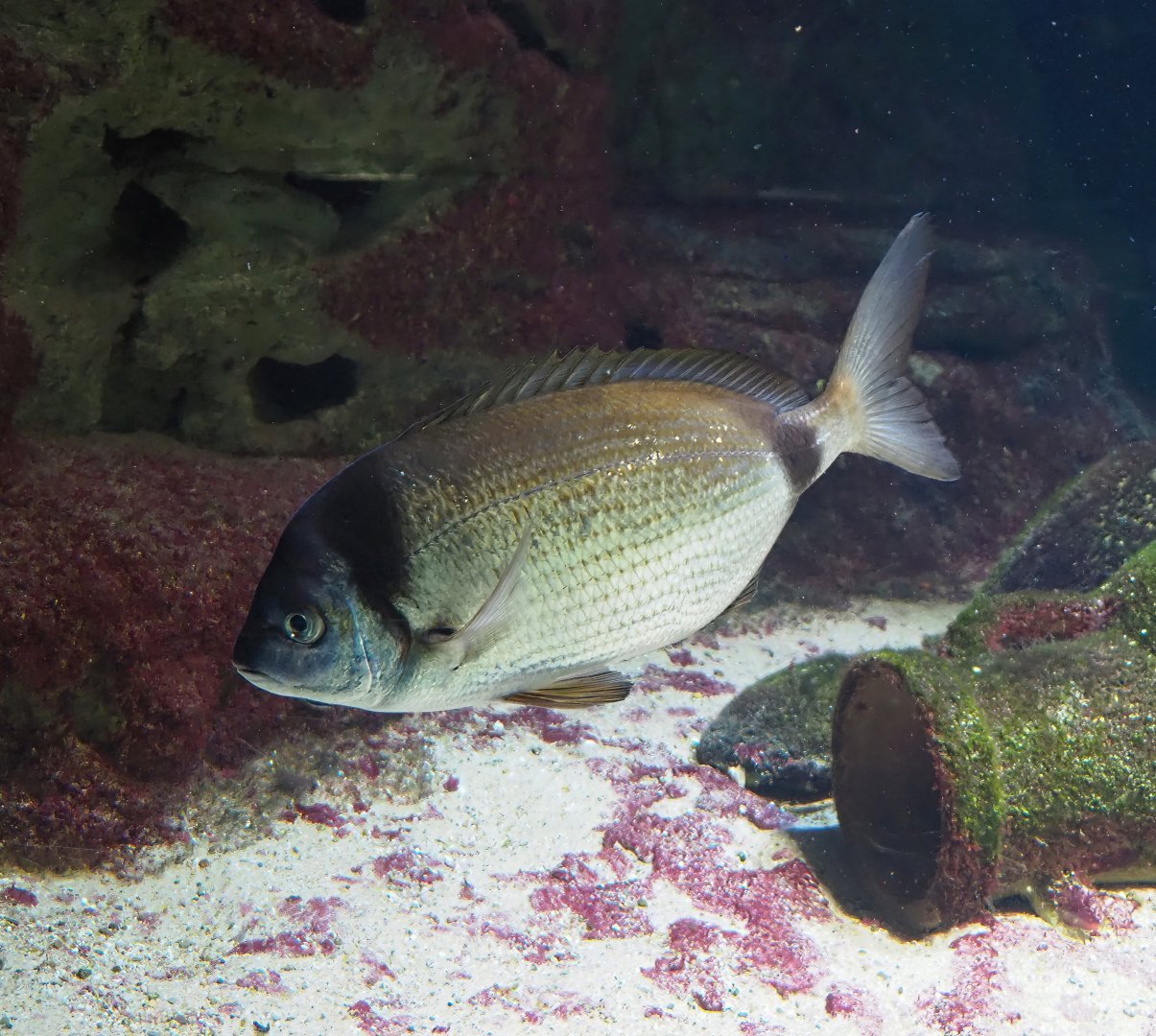 Common two-banded seabream (Diplodus vulgaris), 2024-02-17