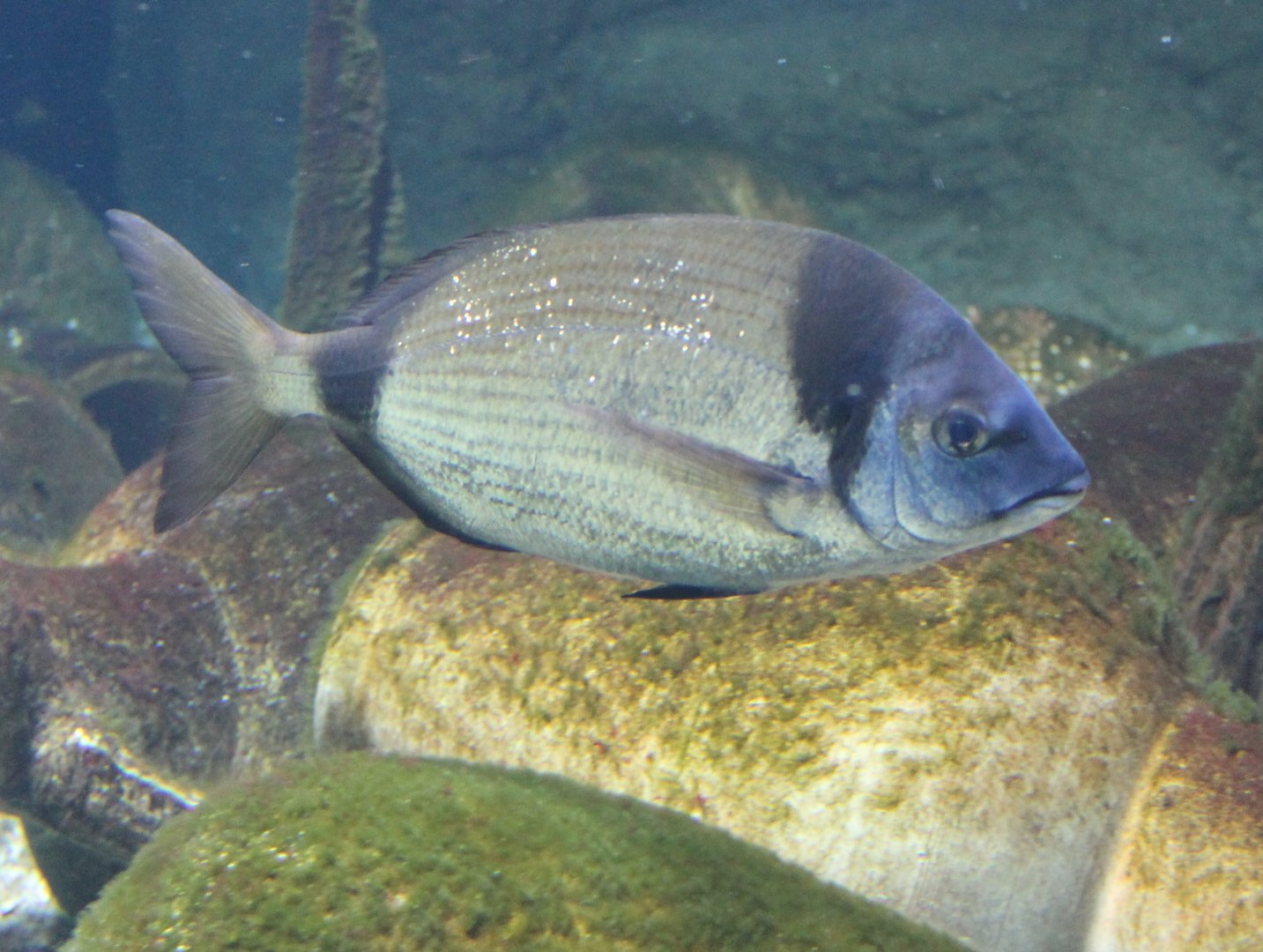 Common two-banded seabream - Diplodus vulgaris