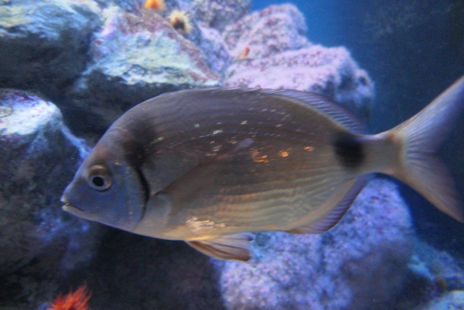 Common Two-banded Seabream (Diplodus vulgaris)