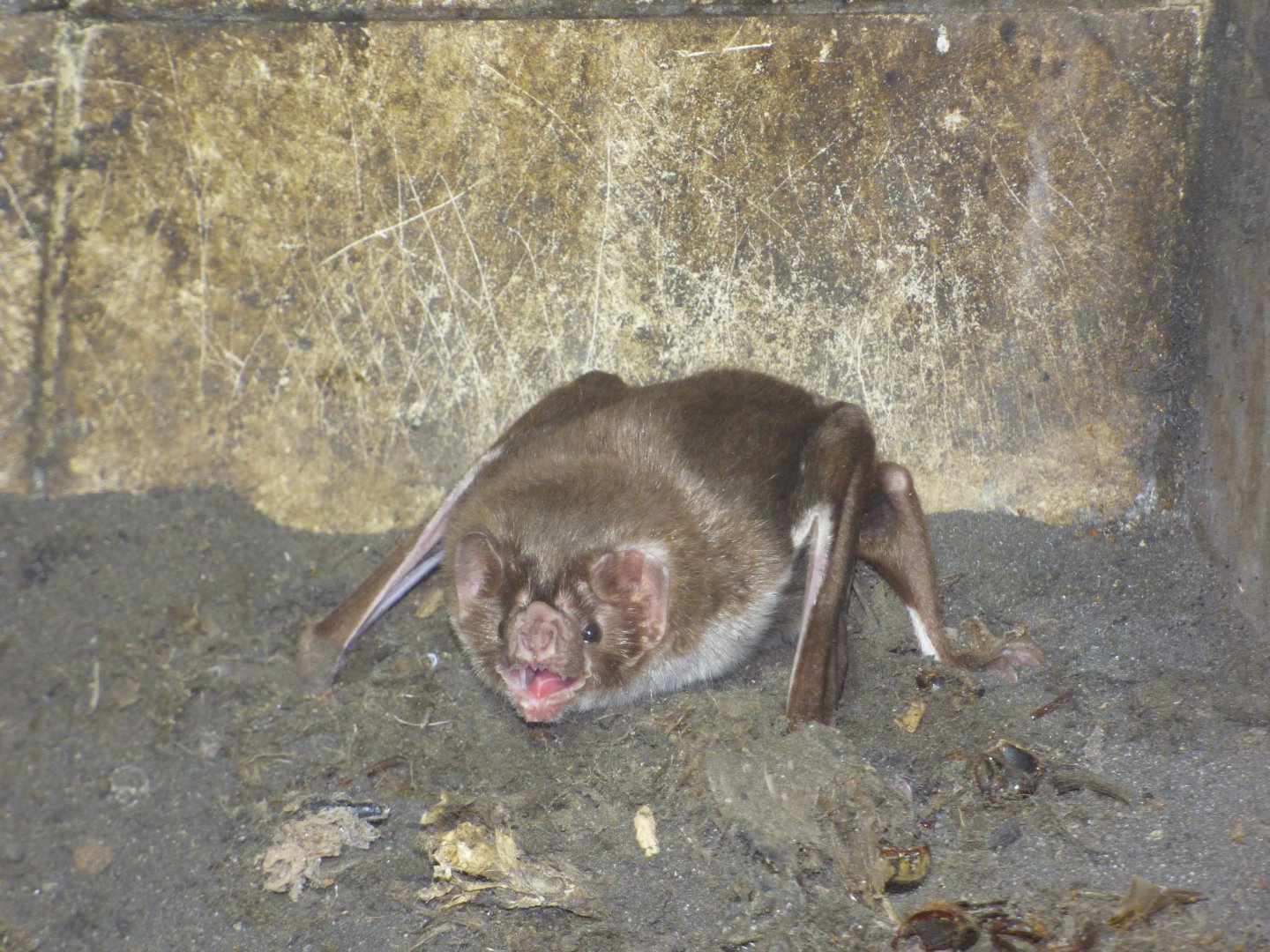 Common Vampire Bat (Desmodus rotundas)