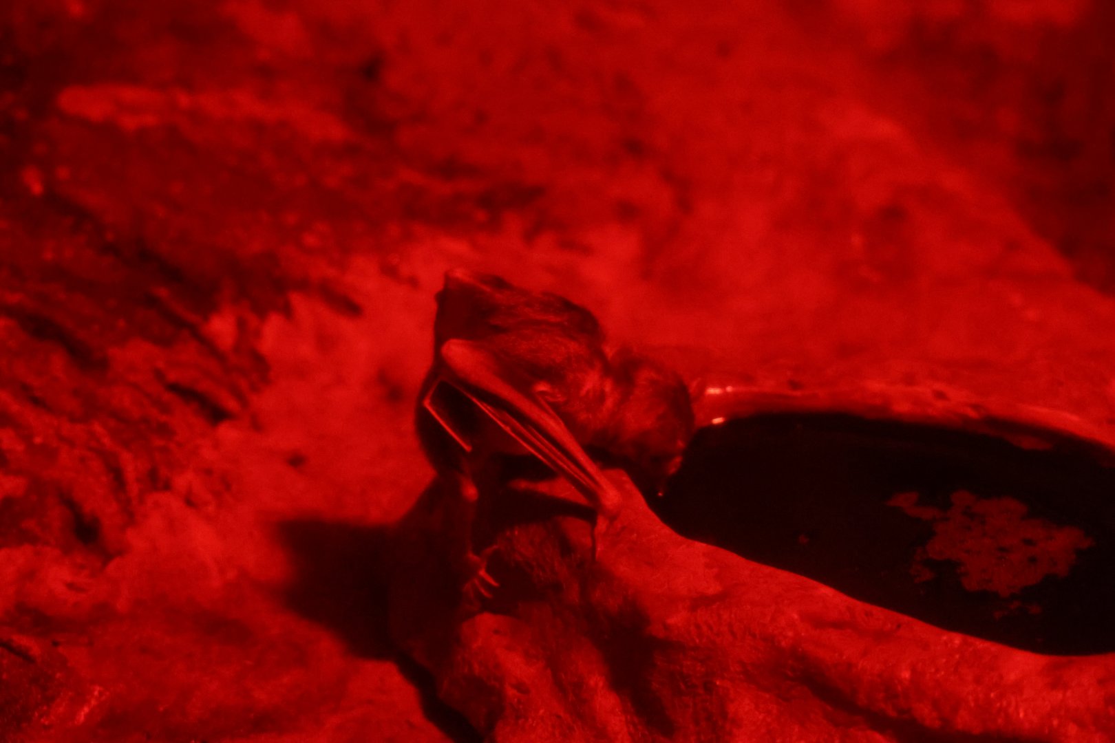 Common vampire bat (Desmodus rotundus) in World of Darkness