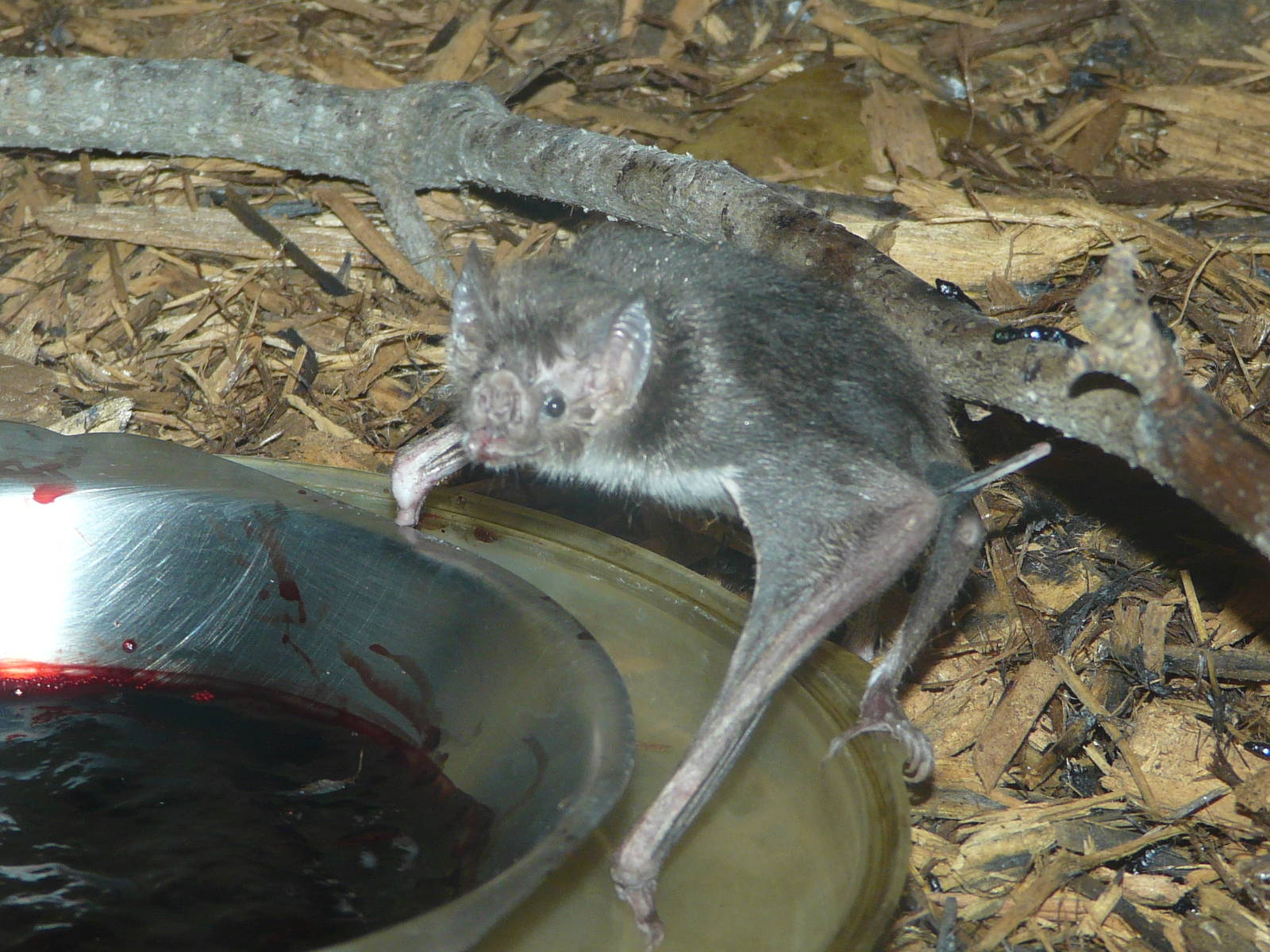 Common vampire bat/ Desmodus rotundus