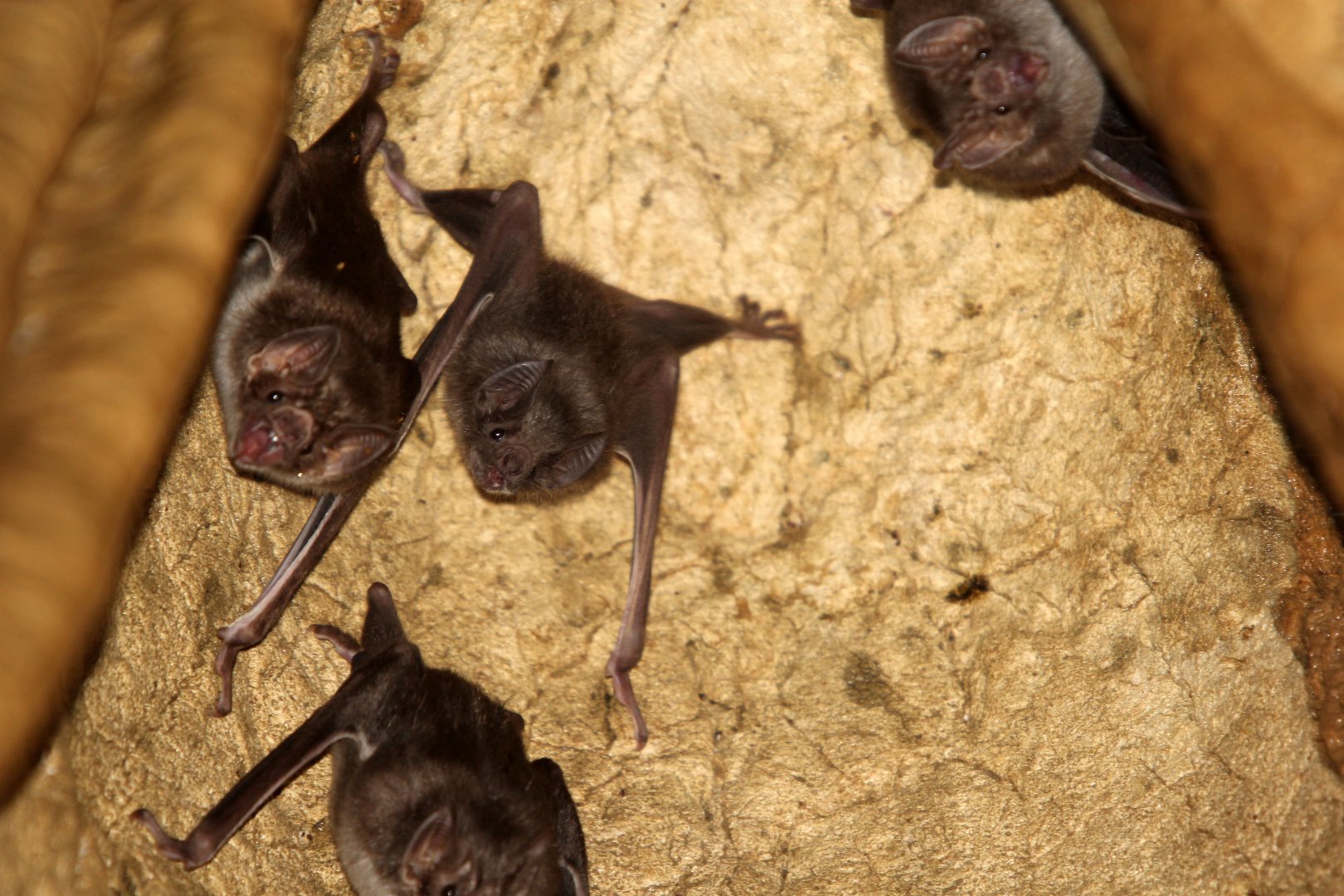 common vampire bat (Desmodus rotundus)