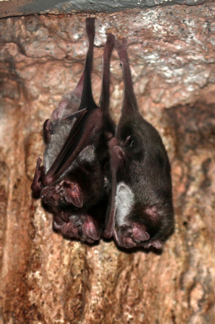 Common Vampire Bat (Desmodus rotundus)