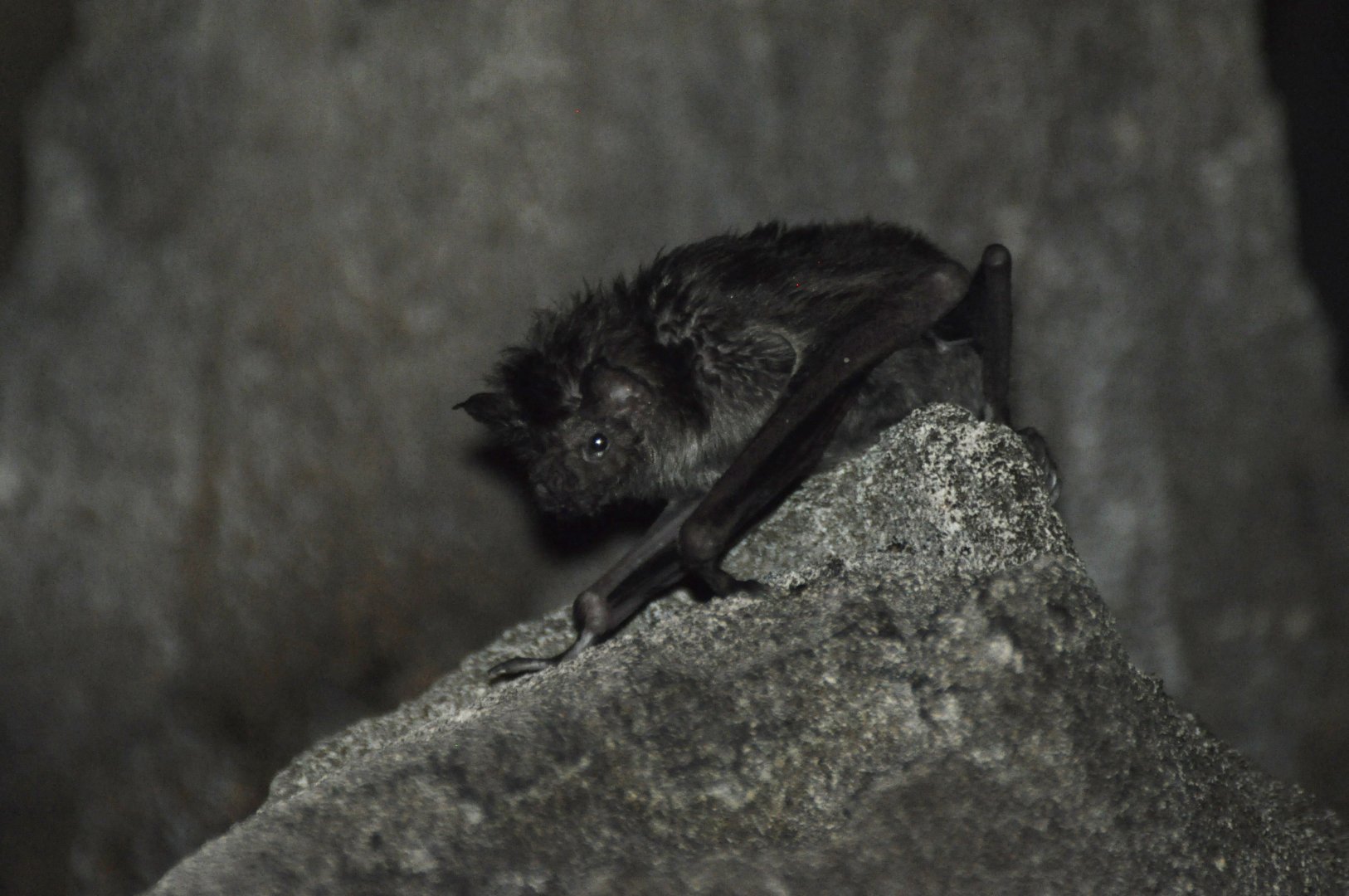 Common vampire bat (Desmodus rotundus)