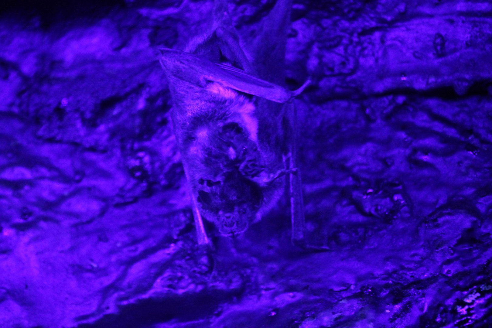 Common Vampire Bat (Desmodus rotundus)