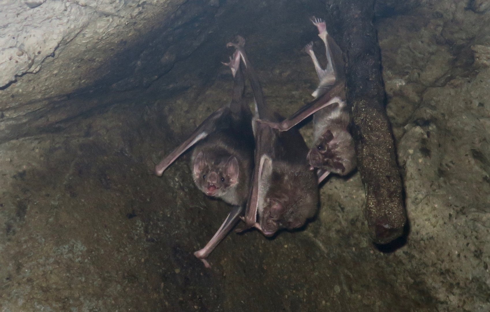 Common Vampire Bat (Desmodus rotundus)