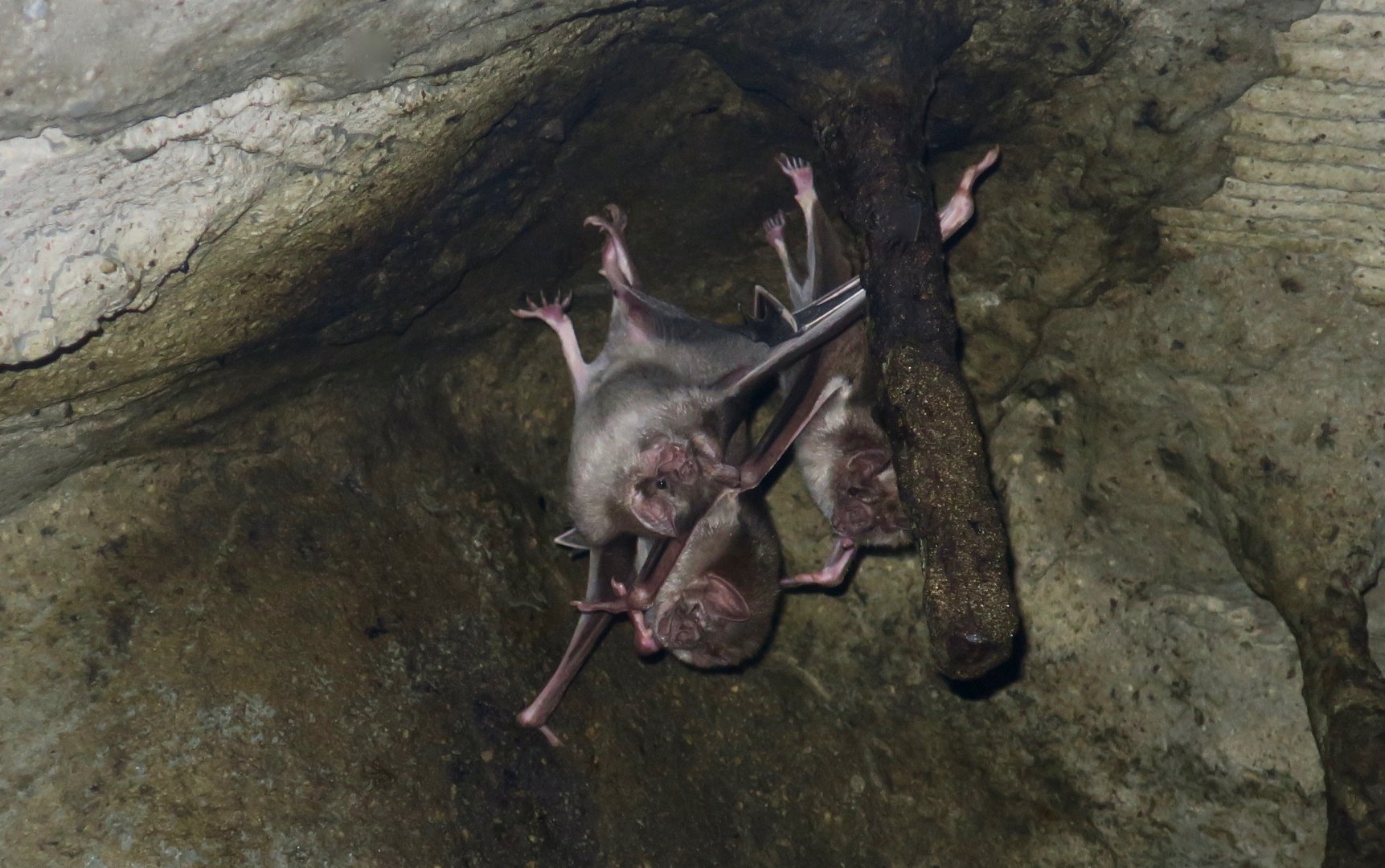 Common Vampire Bat (Desmodus rotundus)