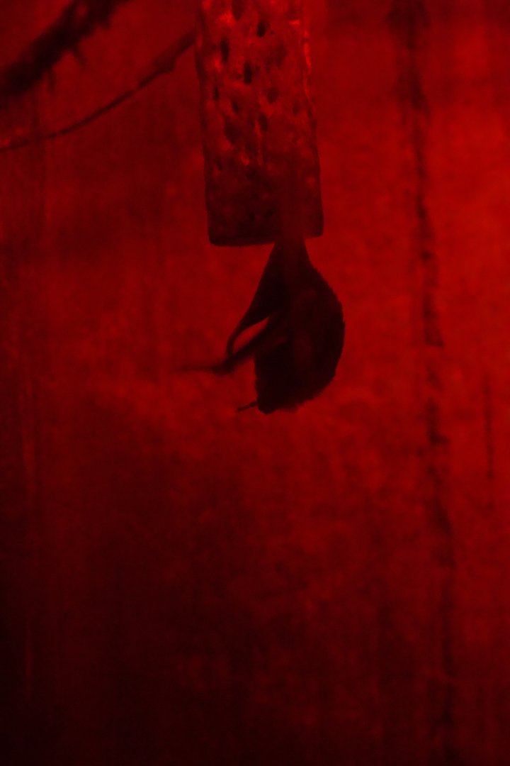 Common Vampire Bat/ Desmodus rotundus