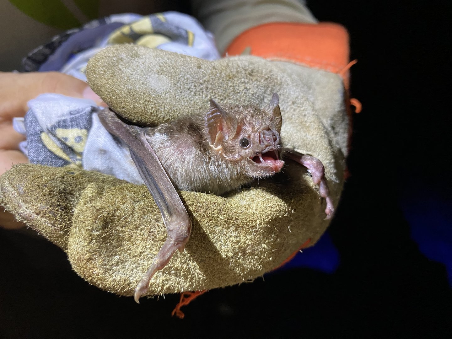 Common Vampire Bat (Desmodus rotundus)