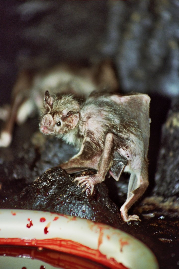 common vampire bat (Desmodus rotundus)