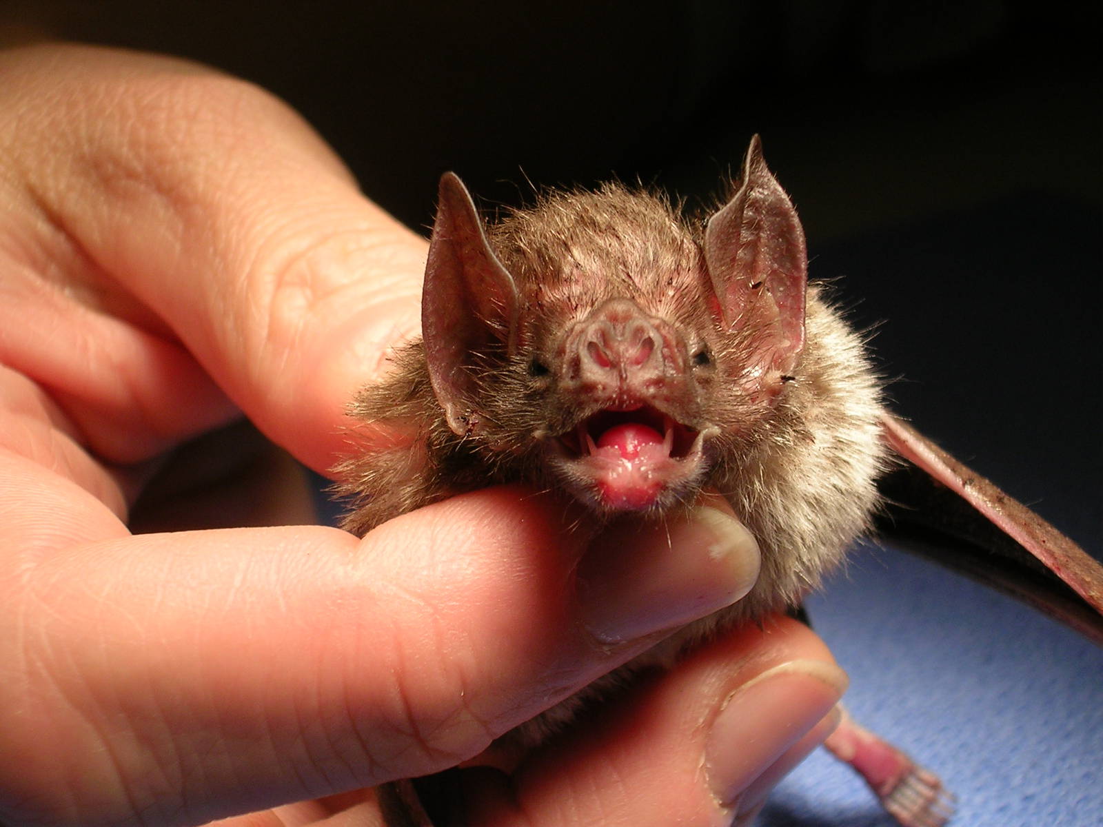 Common Vampire bat