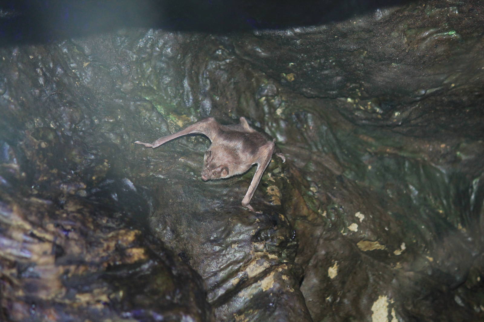 Common Vampire Bat