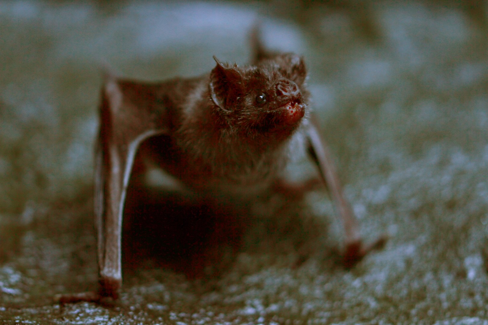 Common vampire bat