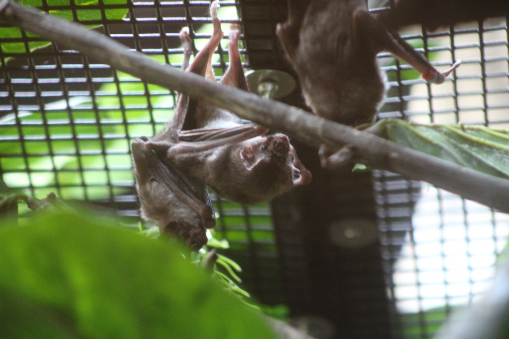 Common Vampire Bats (Desmodus rotundus)
