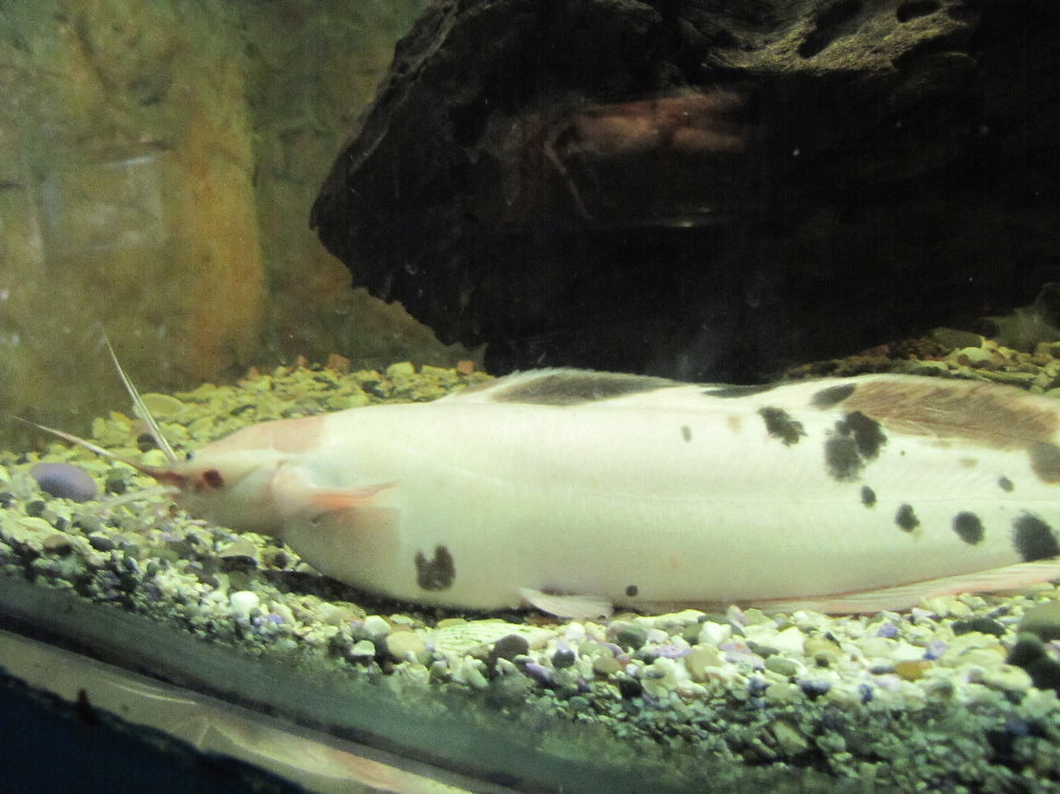 Common Walking Catfish(tehran zoo)
