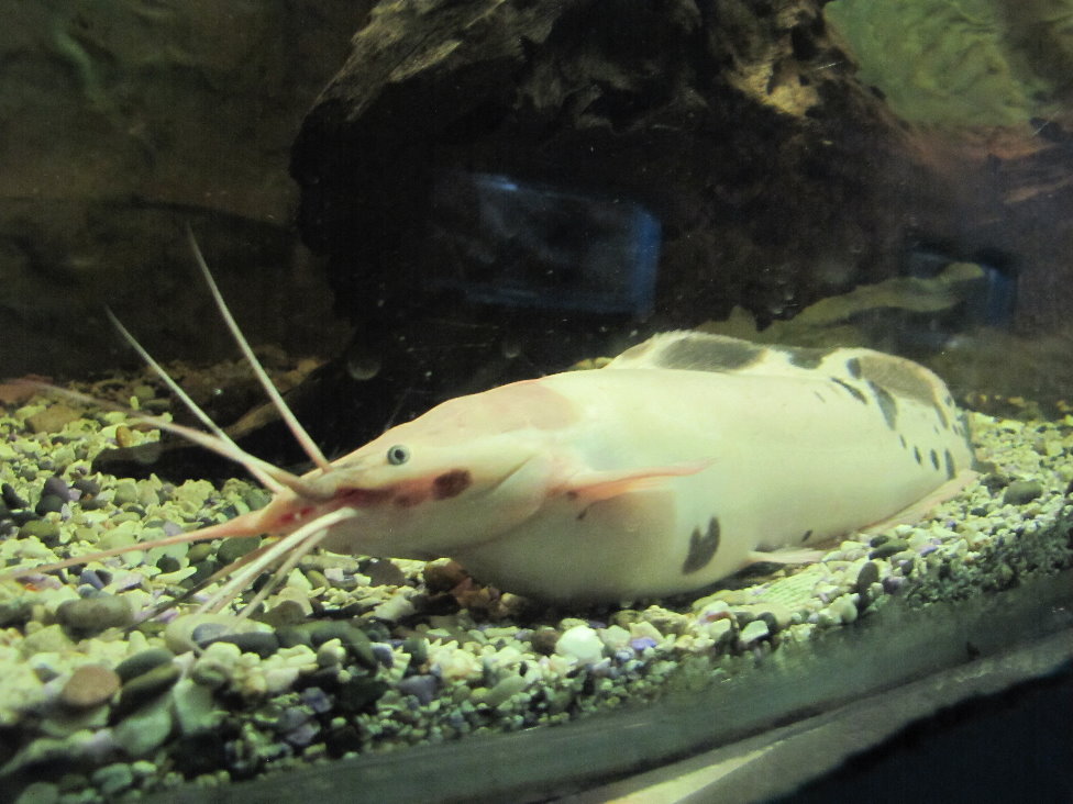 Common Walking Catfish(tehran zoo)