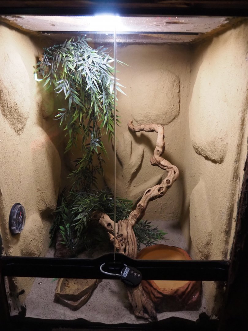 Common wall gecko terrarium, 2020-09-12