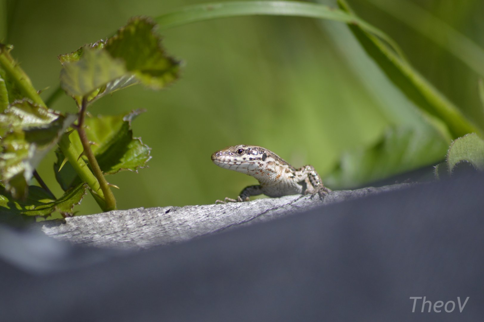 Common wall lizard [2020]
