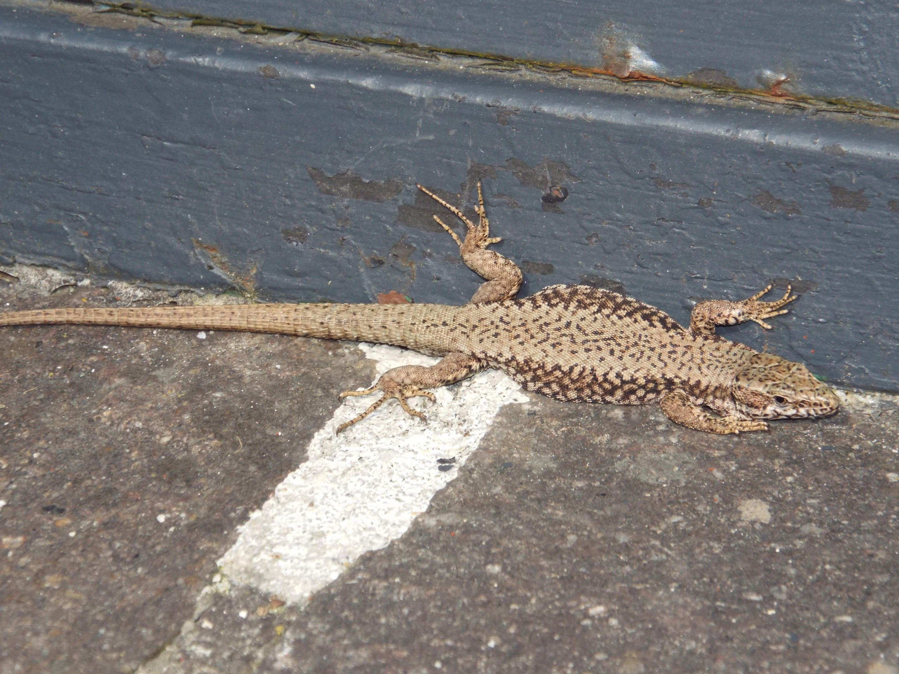 Common Wall Lizard (Podarcis muralis) at Alpenzoo Innsbruck - April 11 2015