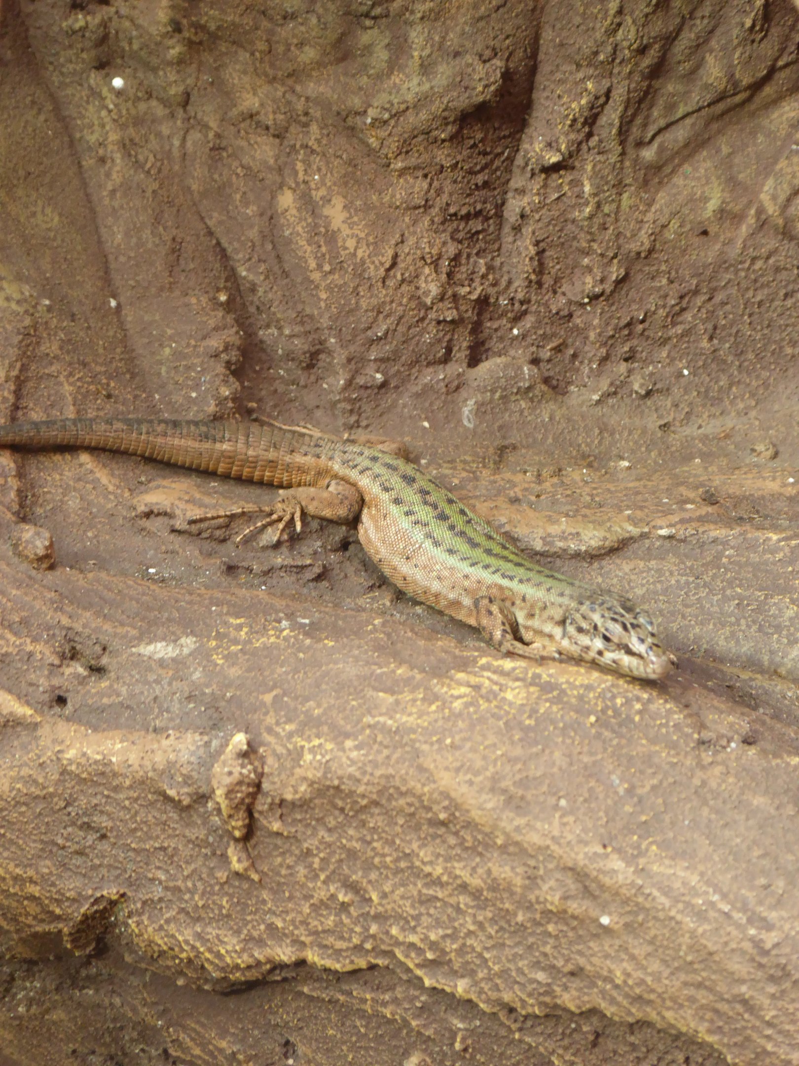 Common Wall Lizard (Podarcis muralis muralis) at Zoo Wroclaw - 26 September 2019