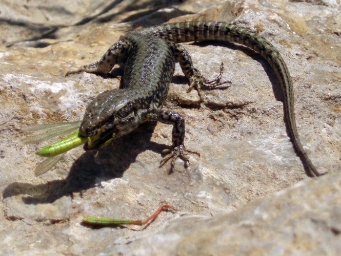 Common Wall Lizard (Podarcis muralis)