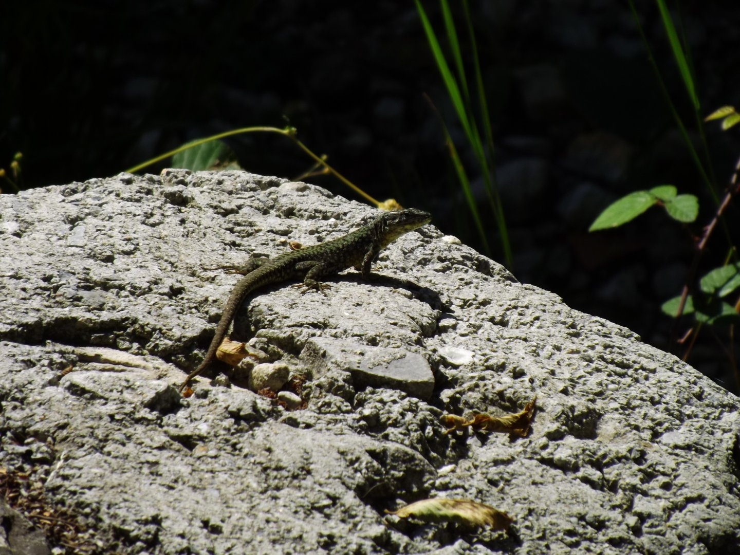 Common Wall Lizard, Podarcis muralis