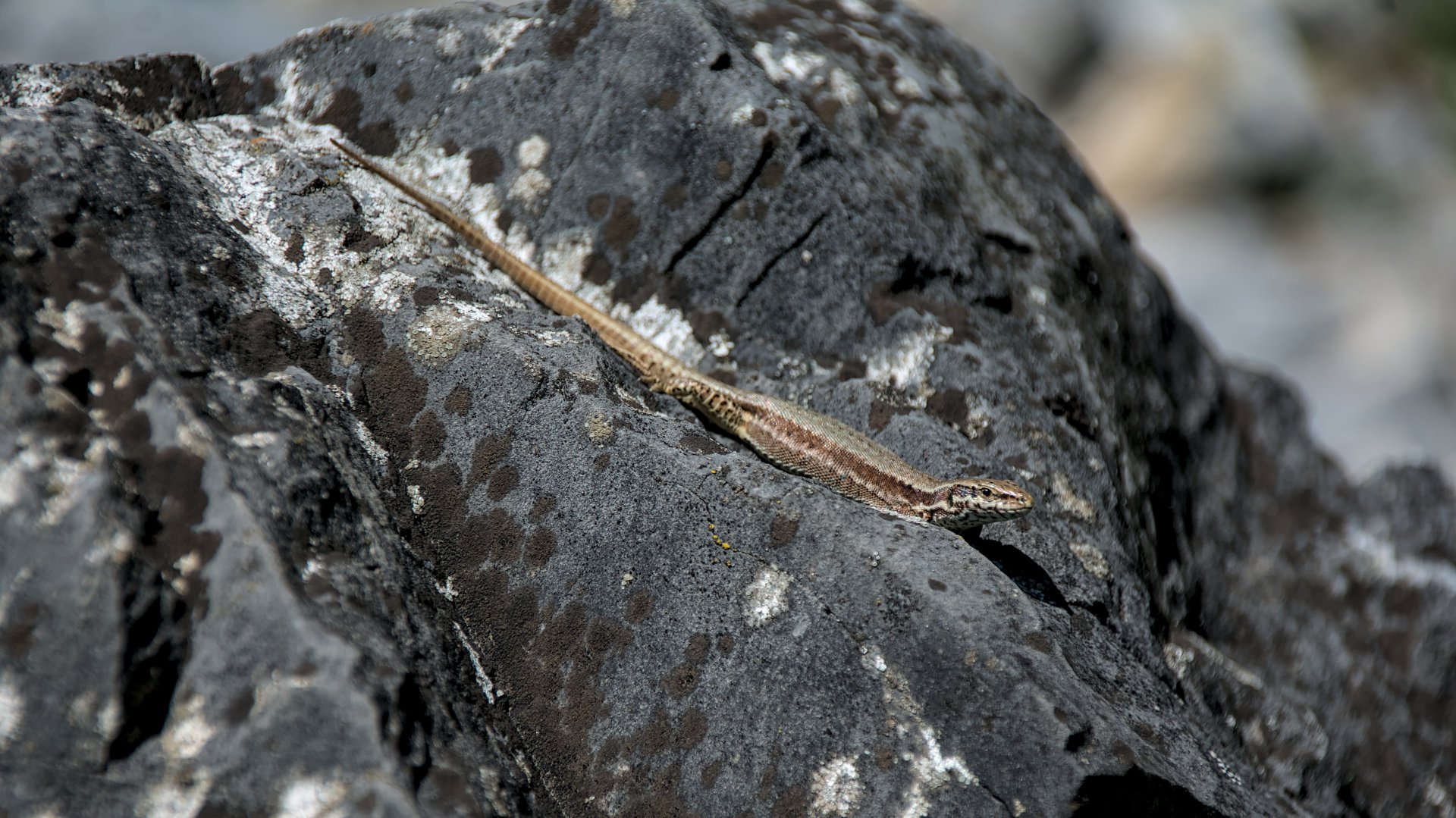 Common wall lizard (Podarcis muralis)