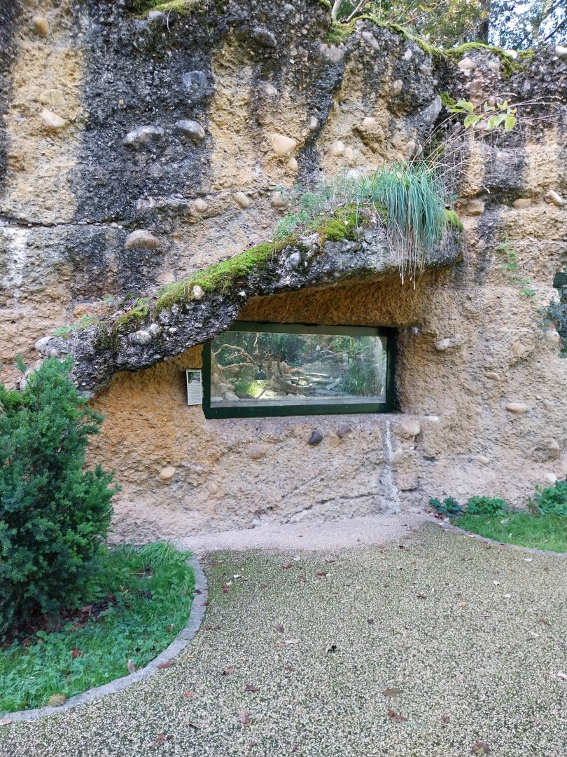 Common wall lizard terrarium