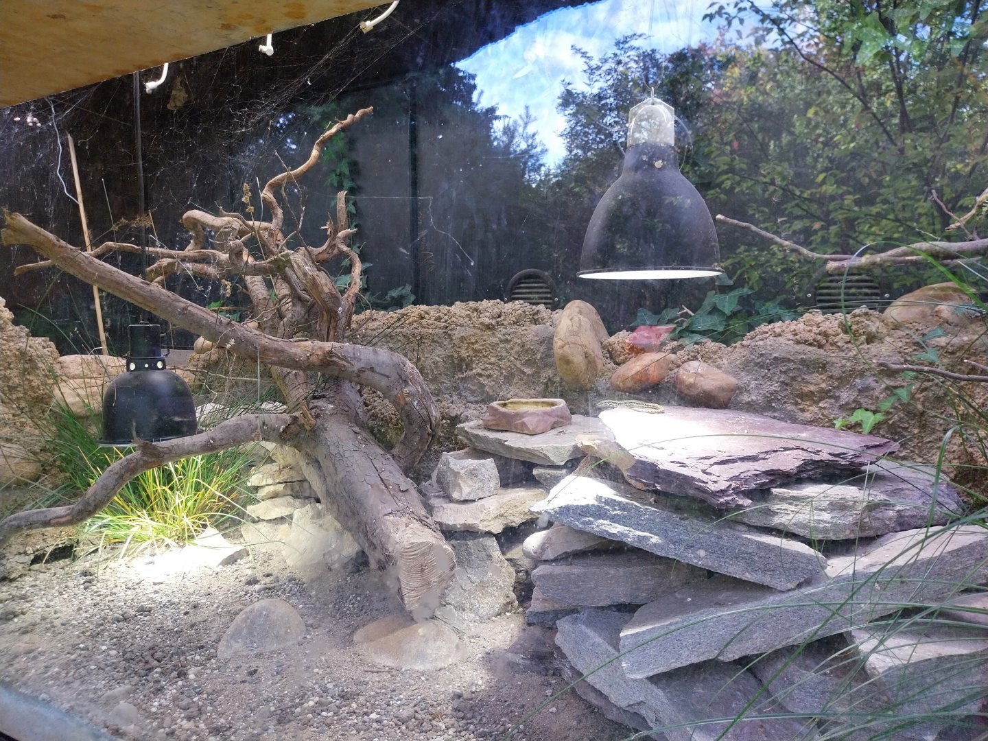 Common wall lizard terrarium