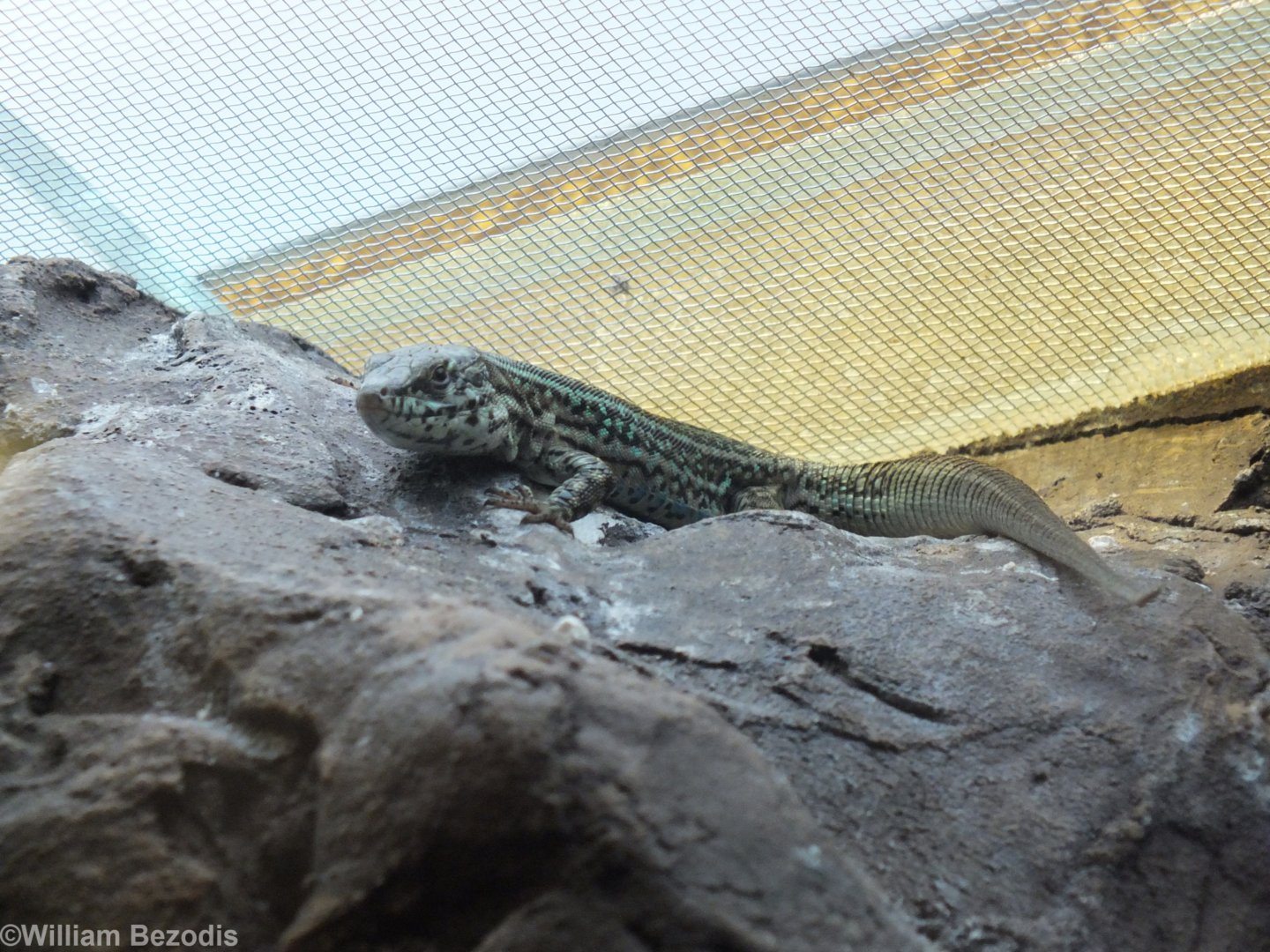 Common Wall Lizard - Wroclaw Zoo Terrarium