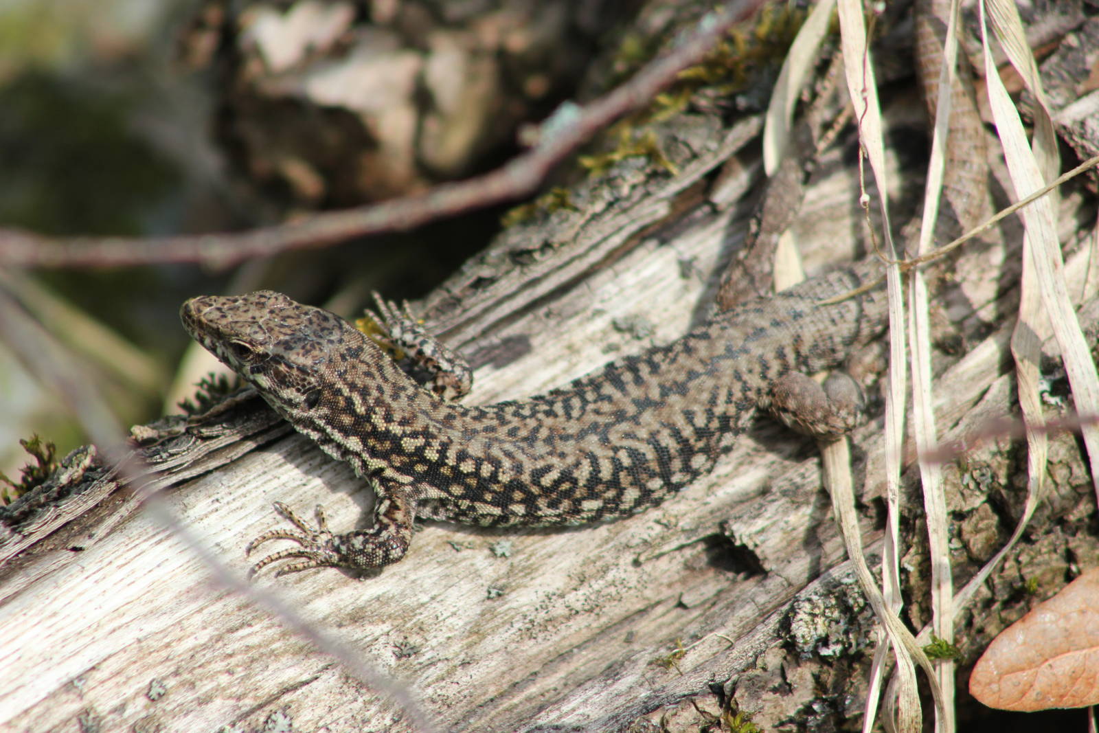 Common wall lizard